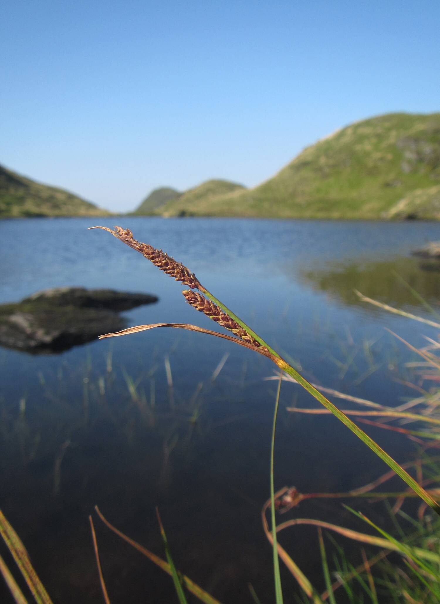 A close-up of a blade of sedge, growing on the edge of a lochan. The sky and water are a deep blue.