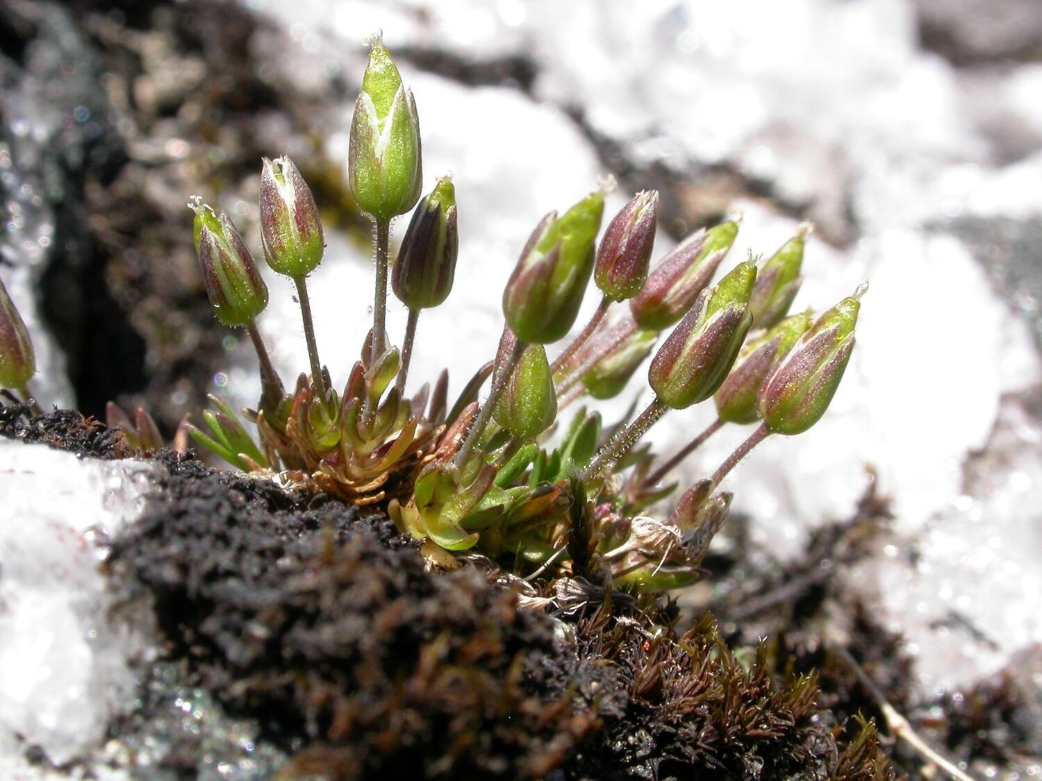 A close-up of a small plant growing on a rock, surrounded by clumps of snow. It has small waxy leaves close to the base, with reddish pods at the top of green stems.