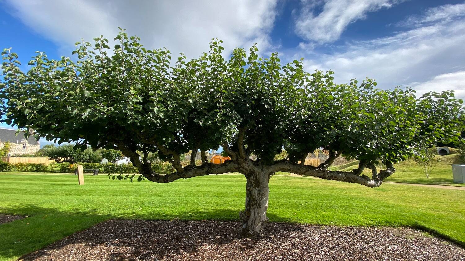 A single apple tree stands in a woodchip plot, in the middle of a neat lawn. It has very wide horizontal branches, with smaller ones almost standing vertically towards the sky. It is covered in green leaves.
