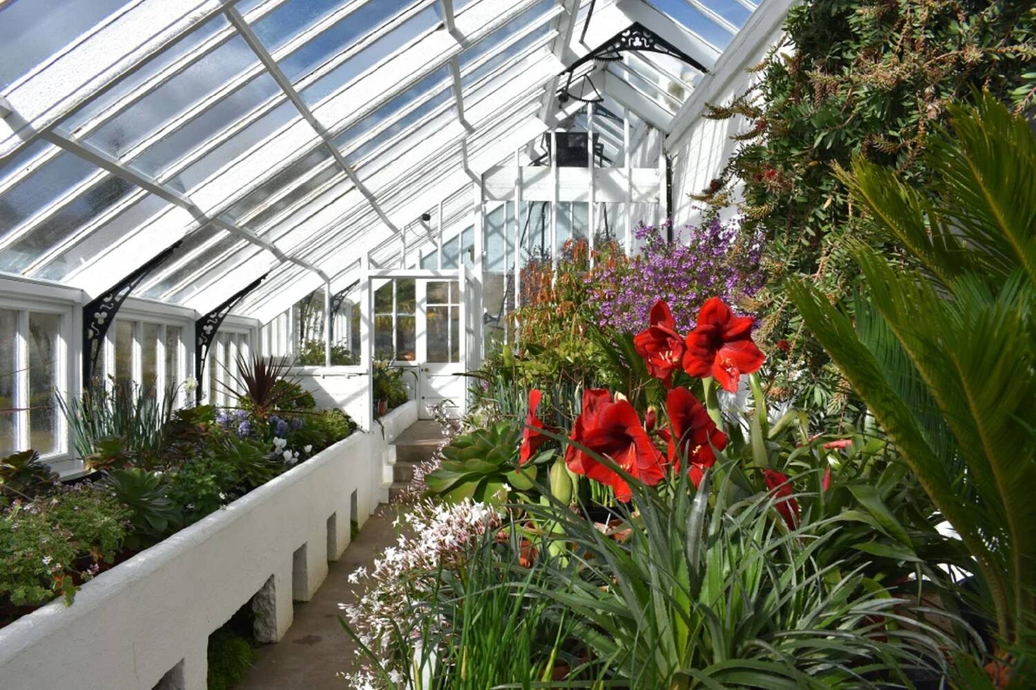A view inside a glasshouse with a white wooden frame and many glass panels in the roof and walls. Inside are a variety of potted plants, including one with bright red flowers in the foreground.