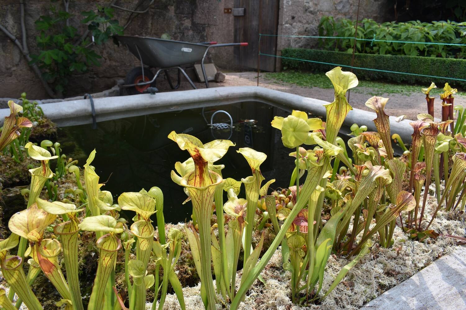 A rare of tall, slender carnivorous plants grow beside a pool in a garden. The plants are shaped a bit like long, thin trumpets, and are growing in a bed of white moss.
