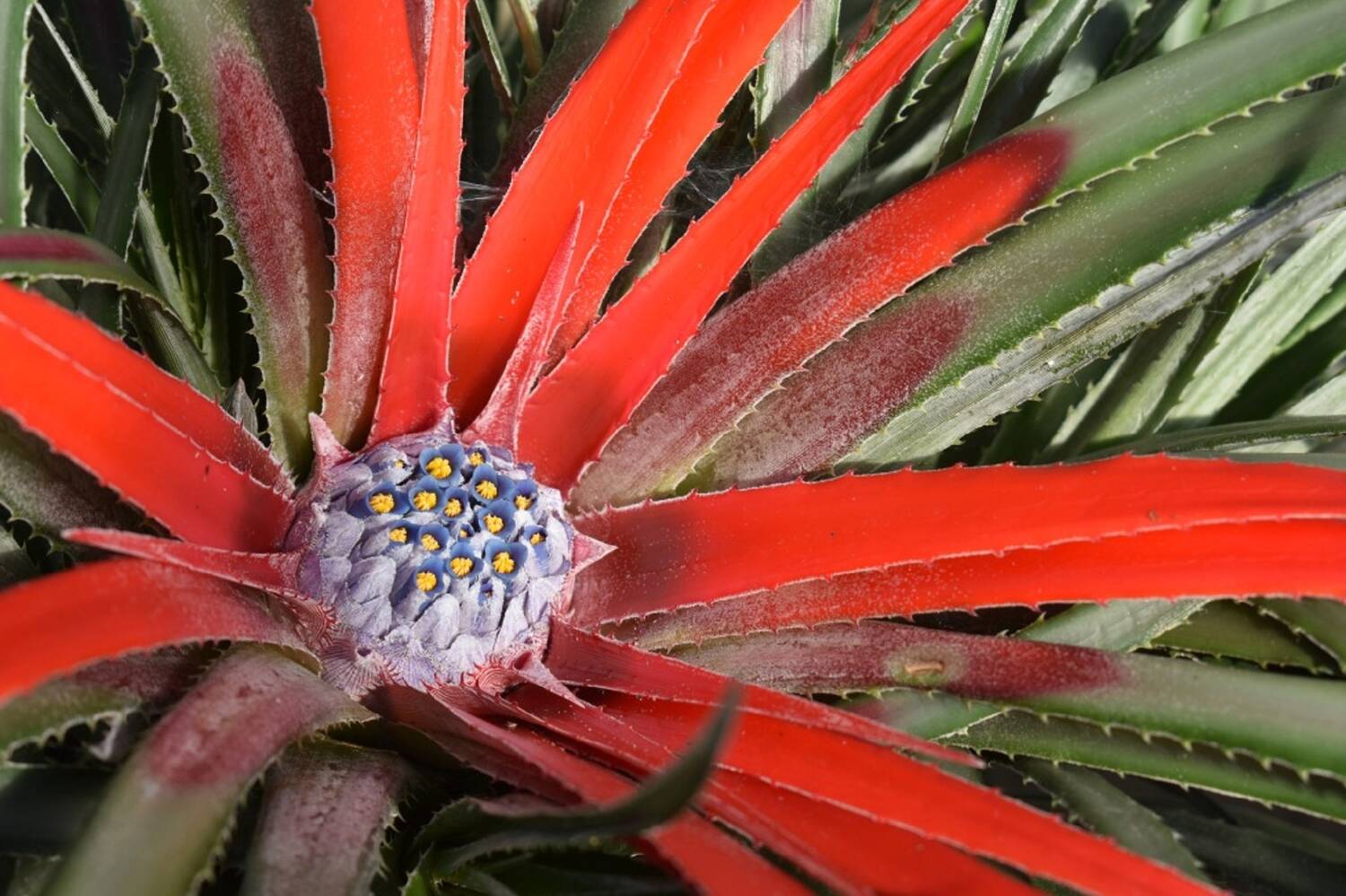 A close-up view of a Fascicularia plant, which has a tiny blue bud-shaped flower at the centre, surrounded by spiky red petals or leaves. Those red spikes are surrounded by darker green leaves.