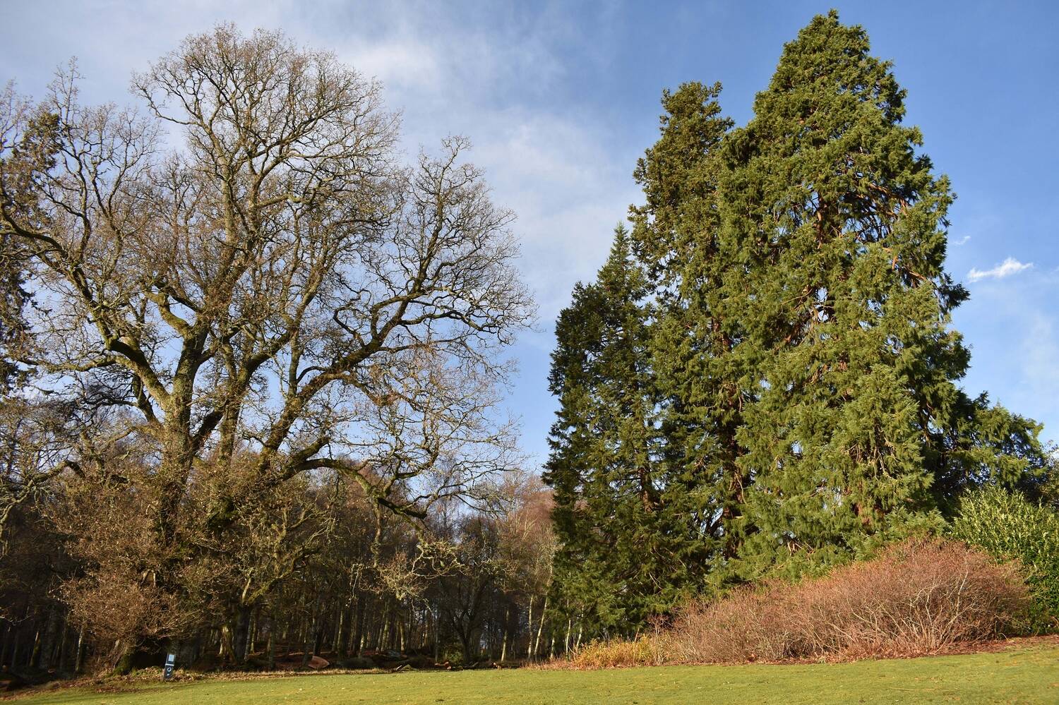 A photo of a tall, bare-branched oak tree standing beside a slightly taller, dark green conifer tree. A lawn lies in the foreground. Both tree are silhouetted against a blue sky.