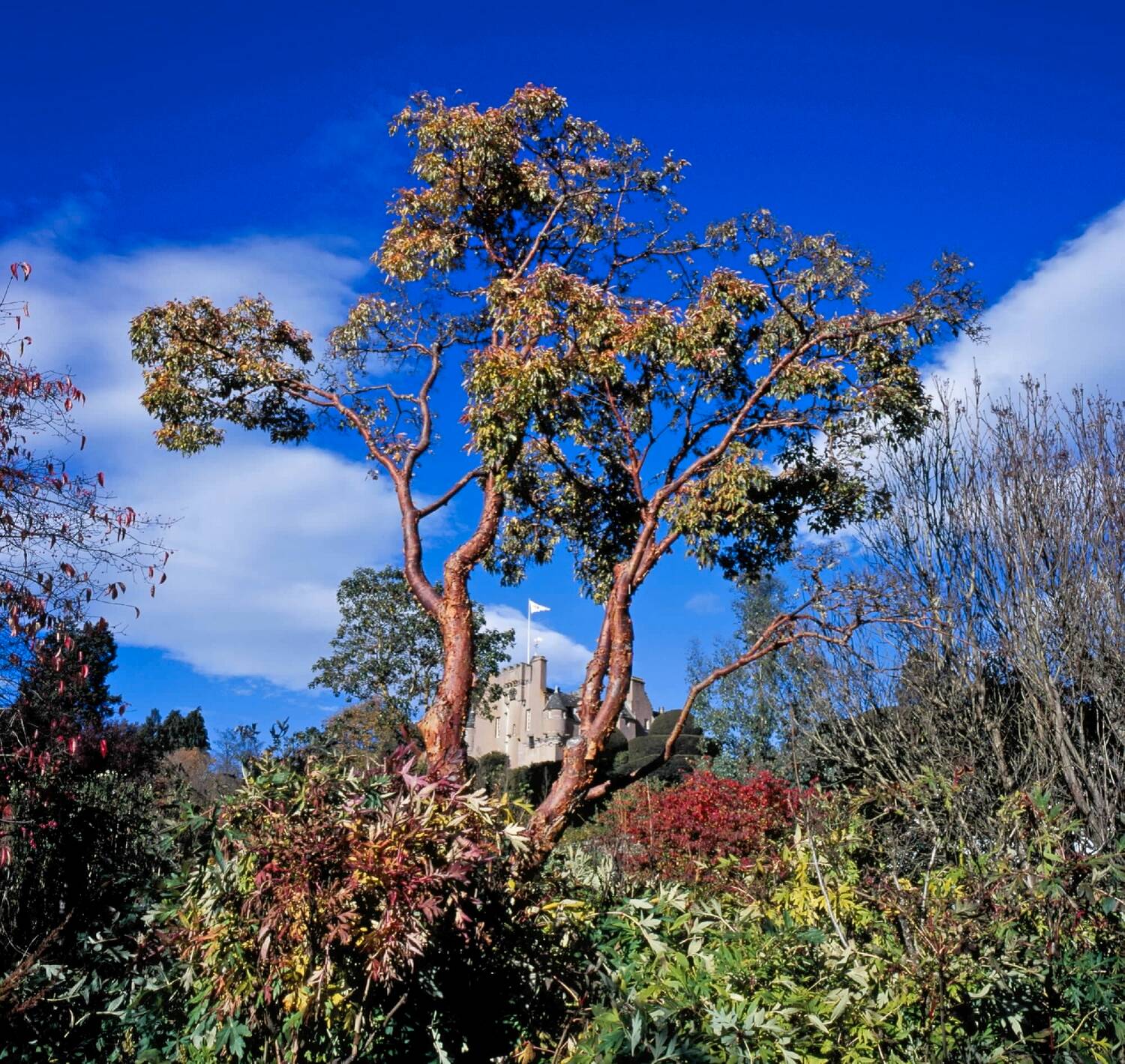 A colour photo of a red-barked tree growing out from a garden bed, with Crathes Castle in the distance. The sky is a very deep blue.