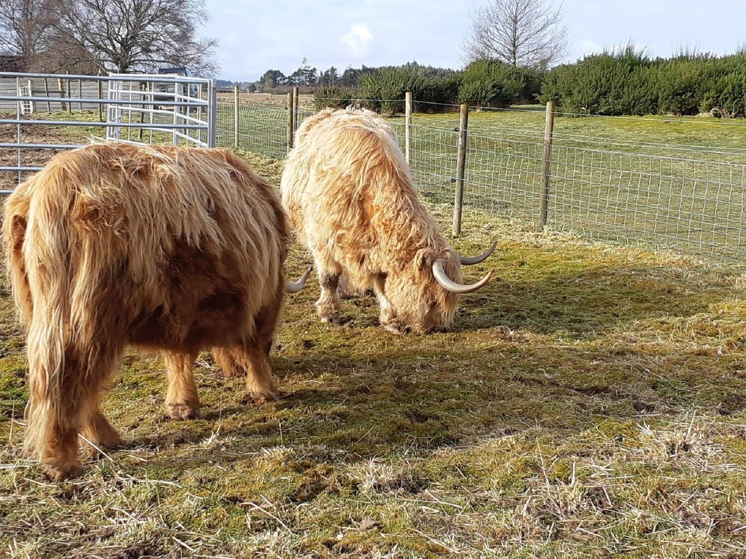 Two Highland cows, with thick shaggy coats, graze in a fenced-off paddock at Culloden.