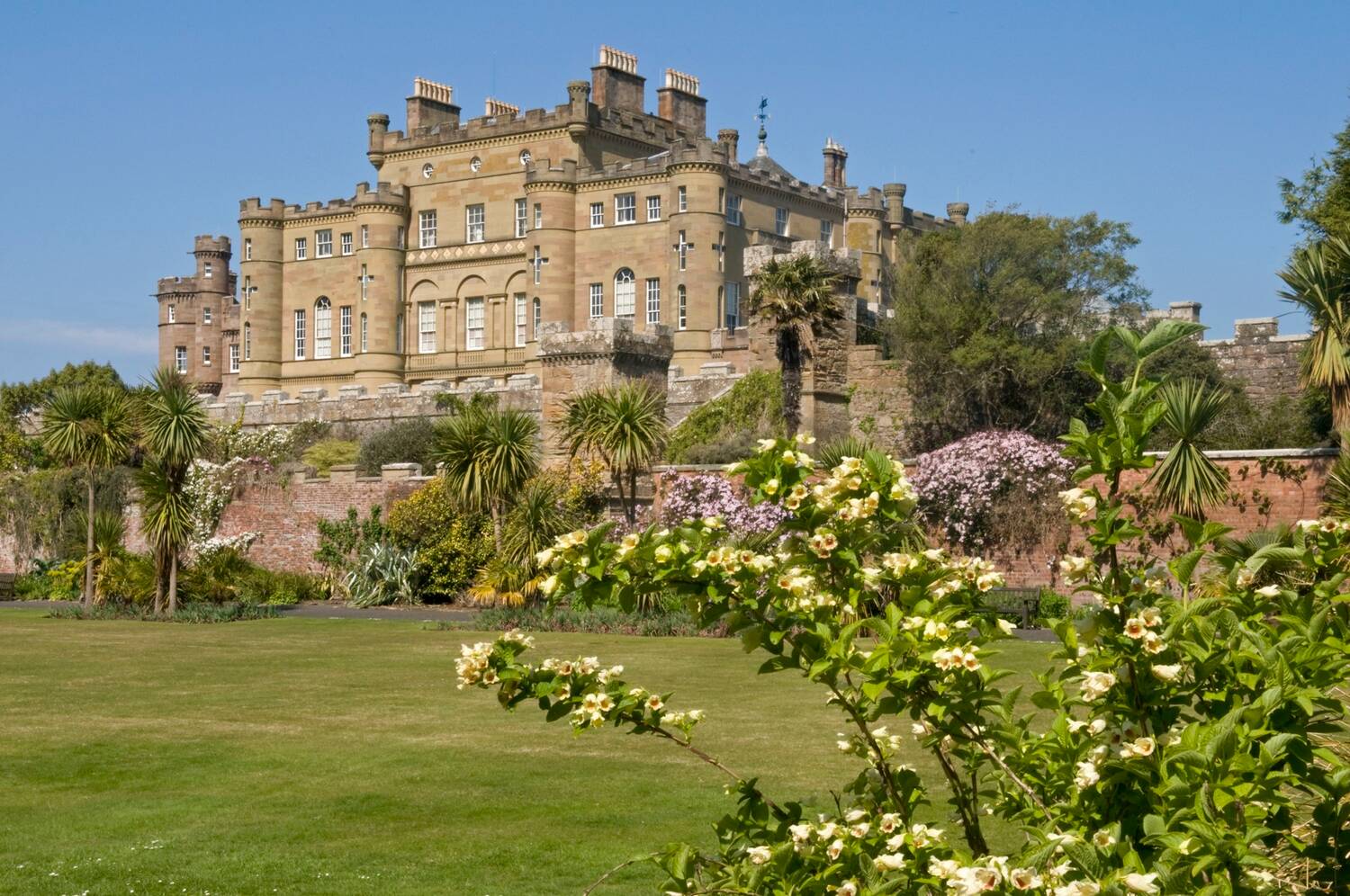 A view of Culzean Castle from the Fountain Court garden in front of it, on a sunny day. Palm trees line the walls of the garden. A flowering yellow shrub is in the right foreground.