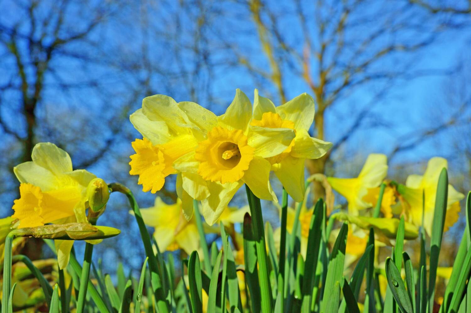 A close up of a host of bright yellow daffodils, set against a bright blue sky background.
