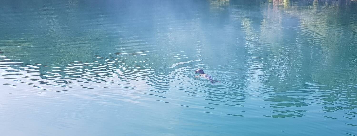 A seal pup swims away from the camera on the surface of bright blue, calm water.