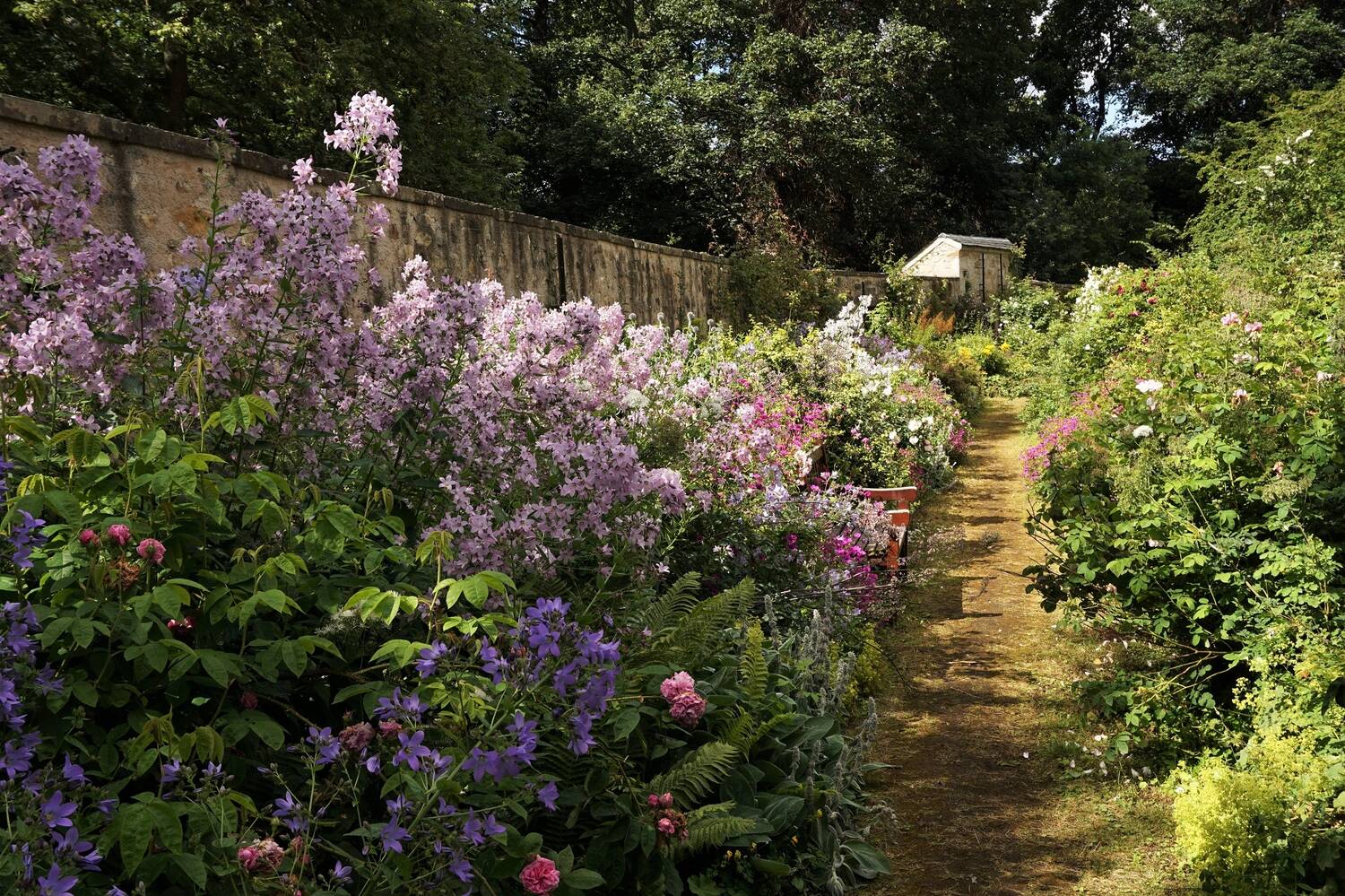 A view of a garden path, running beside a flower bed bursting with plants and colour! Lots of purple and pink flowers grow in the foreground. Running parallel to the path is a tall stone garden wall.