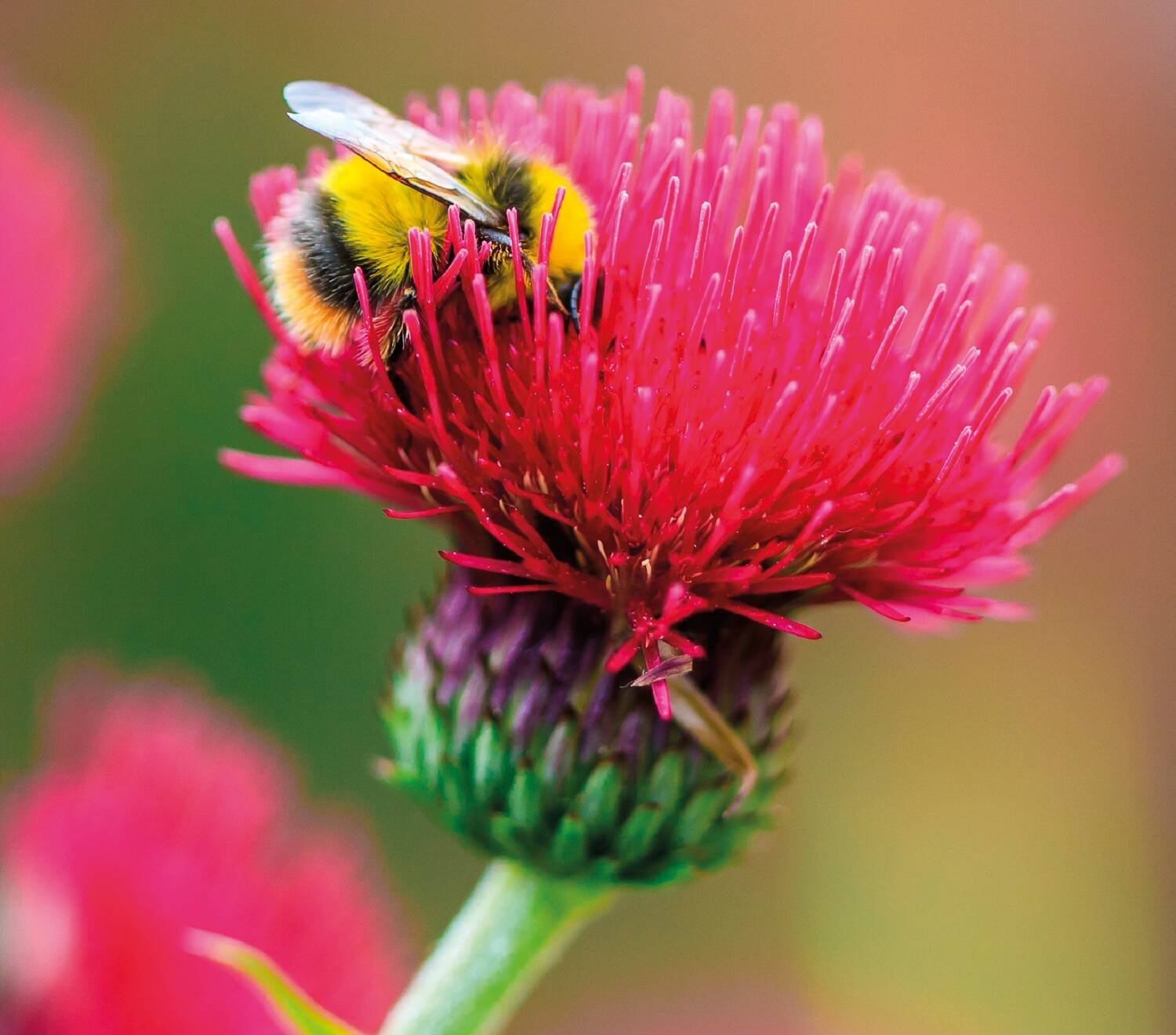 A furry-looking bumblebee sits in a bright pink thistle head, with a long green stem.
