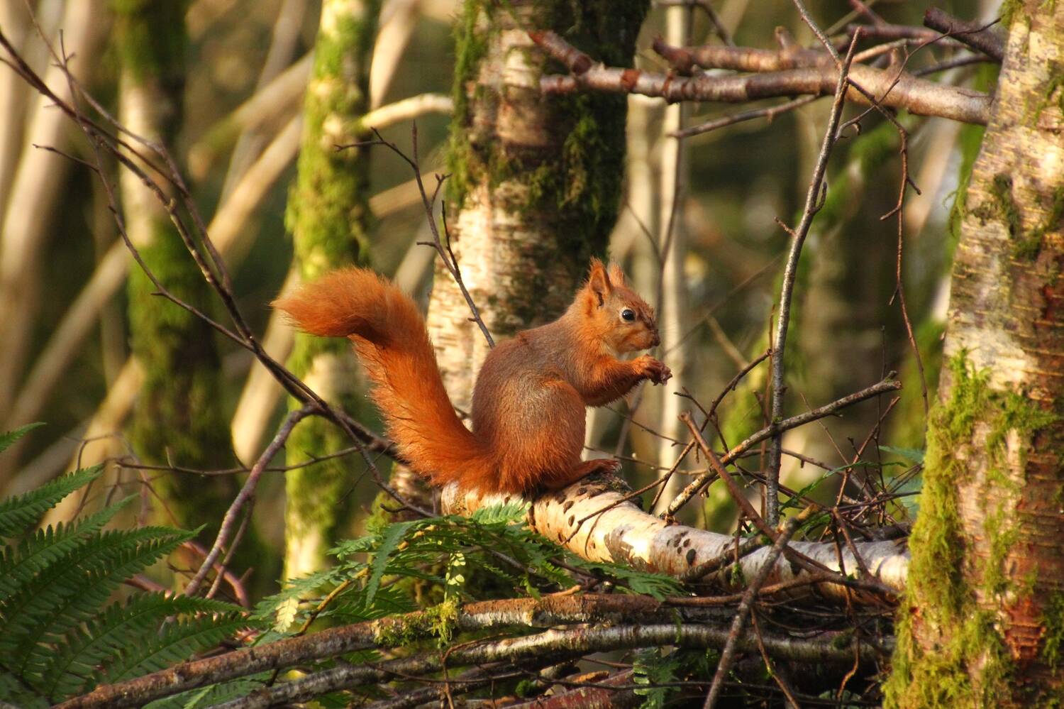 A red squirrel sits on a branch of a birch tree in woodland. It holds a nut in its front paws. Its long, red, bushy tail is held up behind it.