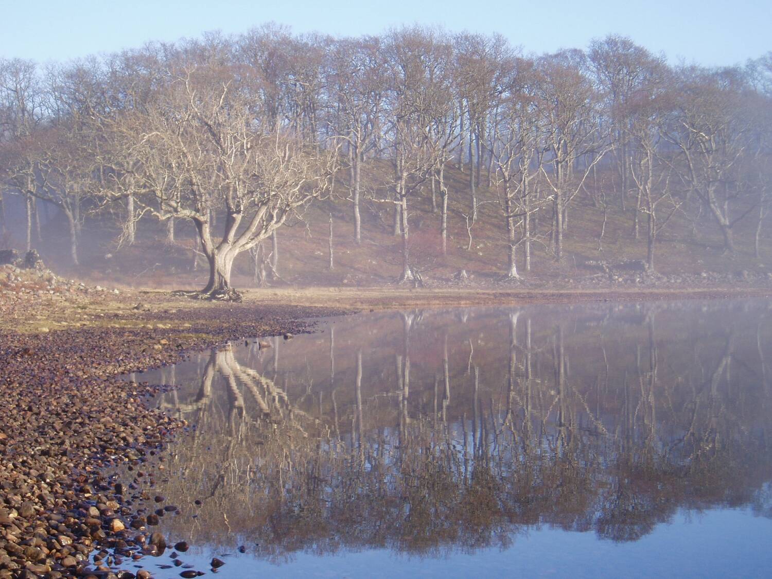  Bare-branched oak trees grown on a small hillside, with a loch at the bottom. The branches are clearly reflected in the still water against the blue sky.