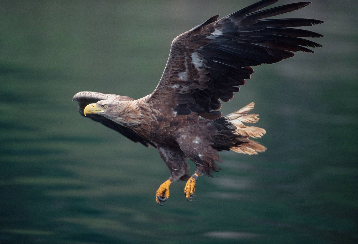 A close-up view of a large eagle, swooping over water to land. Its wings are spread wide and its yellow talons are clutched beneath it.