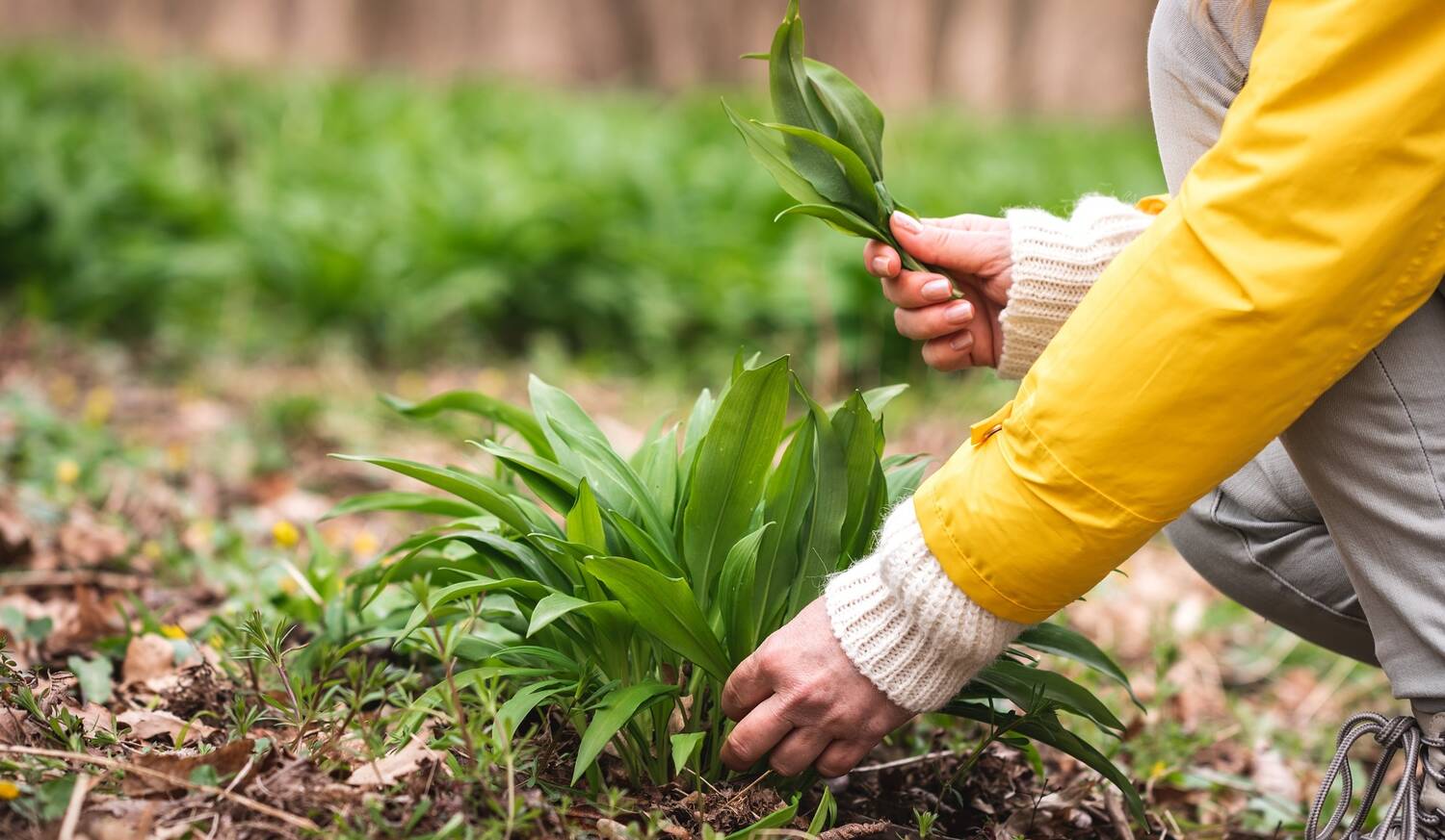 Woman wearing a yellow raincoat and walking boots is crouched on the ground in a forest, picking fresh wild garlic leaves.