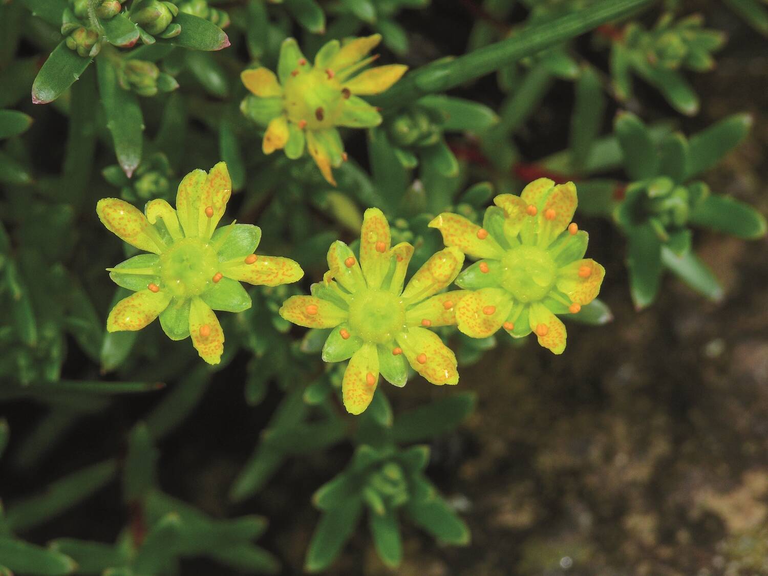A close-up view of star-shaped little yellow flowers, growing close to the ground. They also have small green waxy-looking leaves.