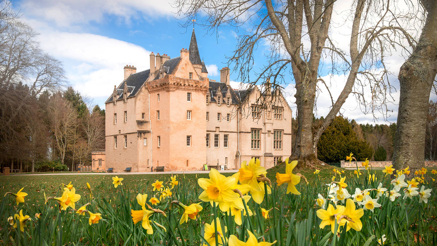 Daffodils in front of Brodie Castle in springtime