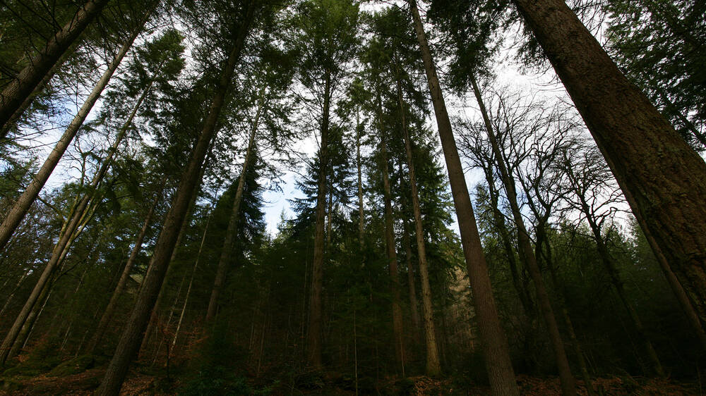 A view standing on the forest floor and looking up into the very tall trunks and branches of Douglas fir trees.