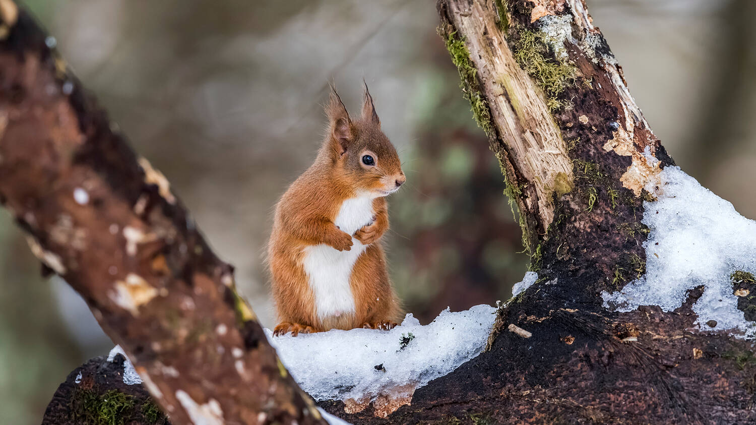 A red squirrel sits on a log, framed by two branches. It holds its front paws up in front of its white tummy.