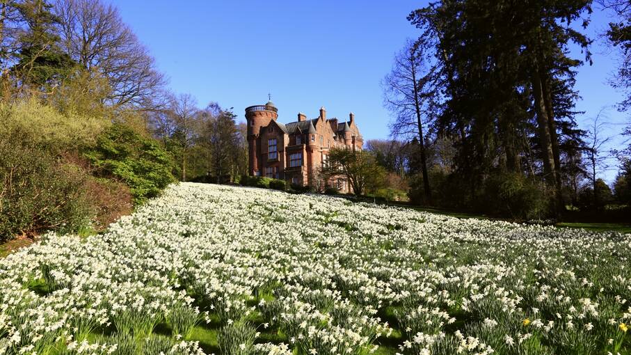 A carpet of daffodils in front of Threave House​