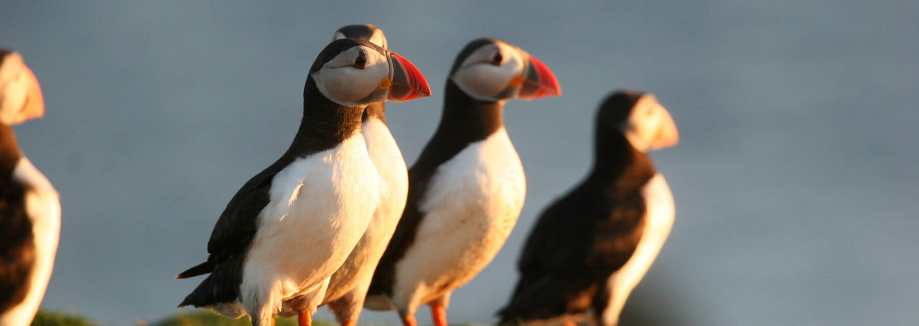 Four puffins stand in a row on top of a cliff.