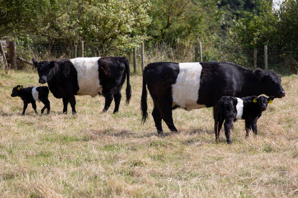 Two black and white cows and two black and white calves stand in a sunny field