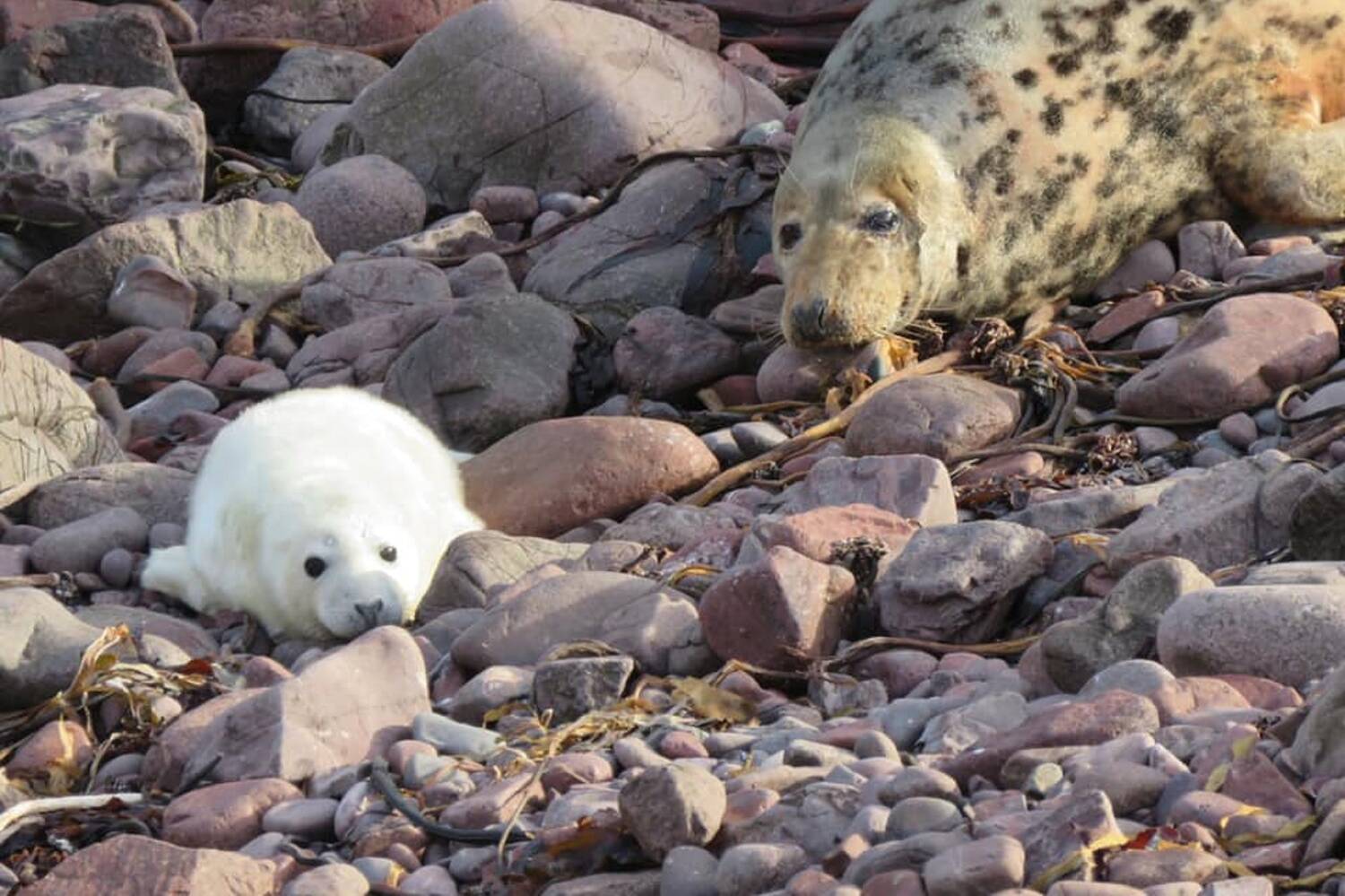 A white fluffy seal pup lies near its grey mother on a stony beach.