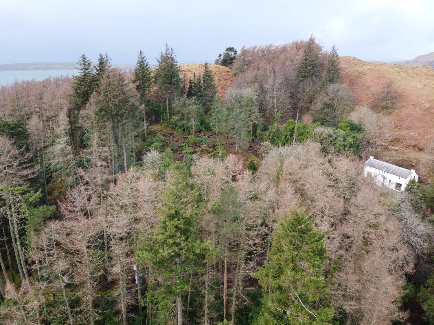 Aerail view of a woodland with dying trees and some green trees