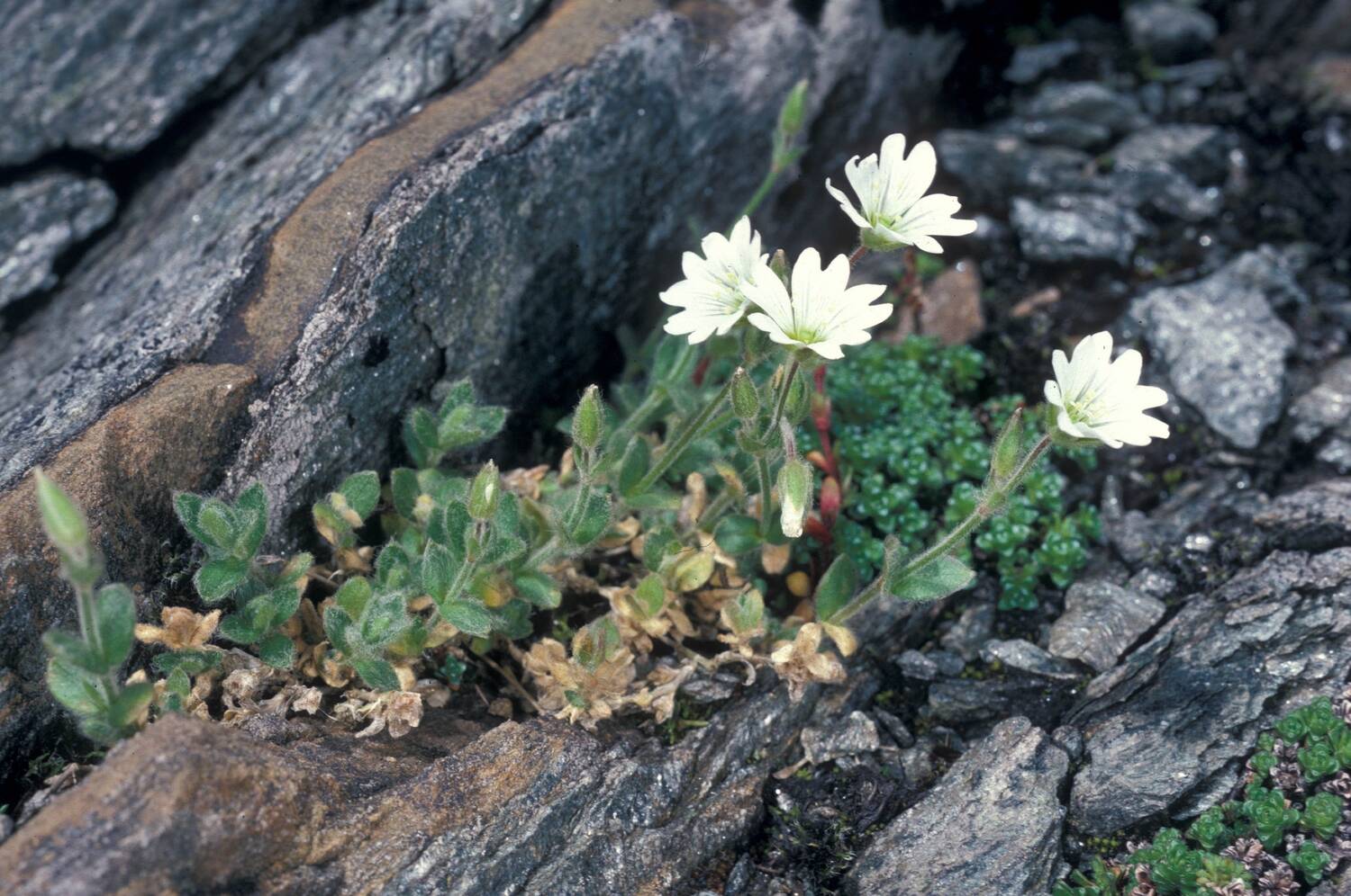 A small white-flowered alpine plant growing in a rocky place.