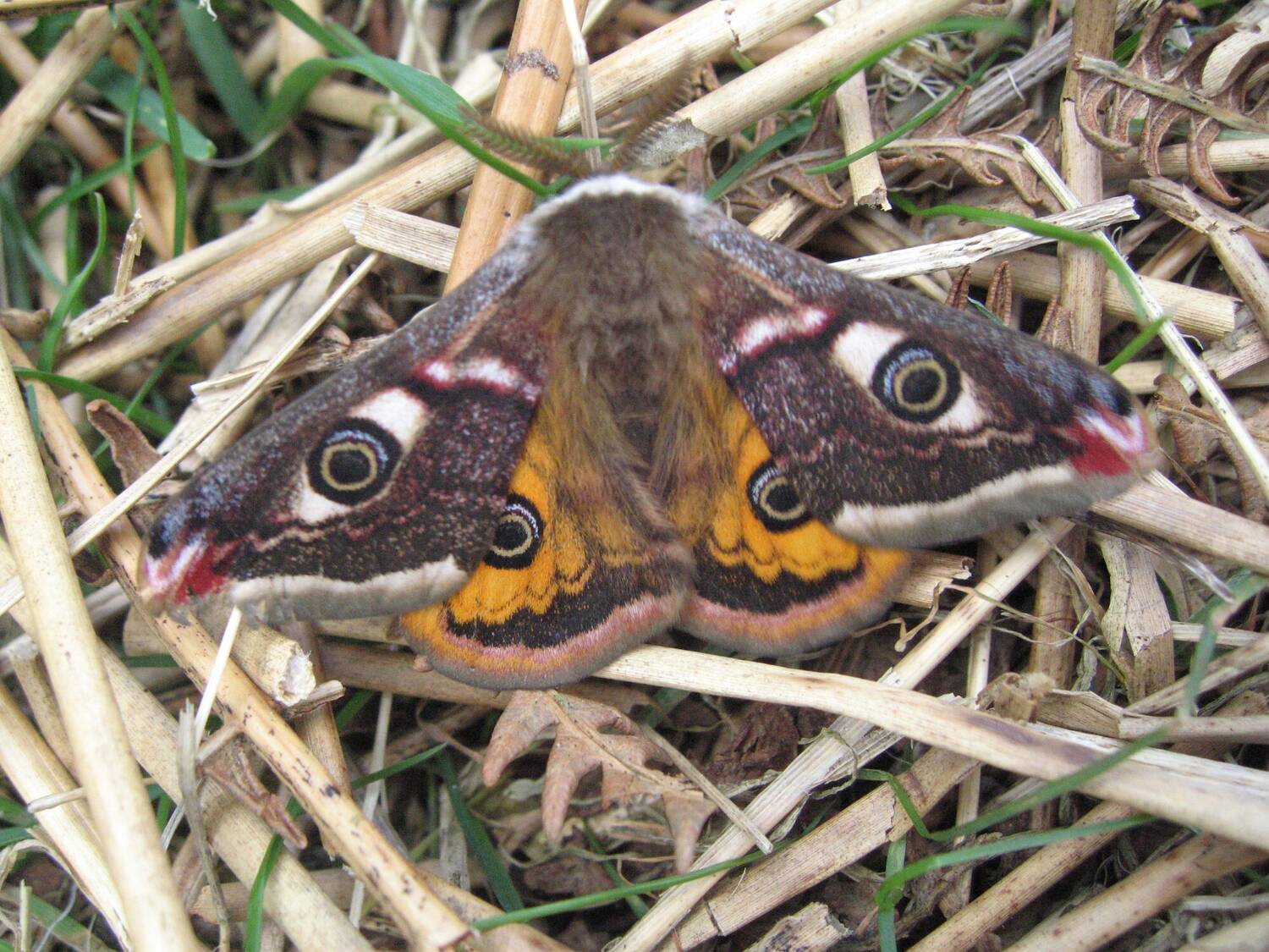 Male emperor moth on straw. It has prominent eyespots on its forewings and hindwings.