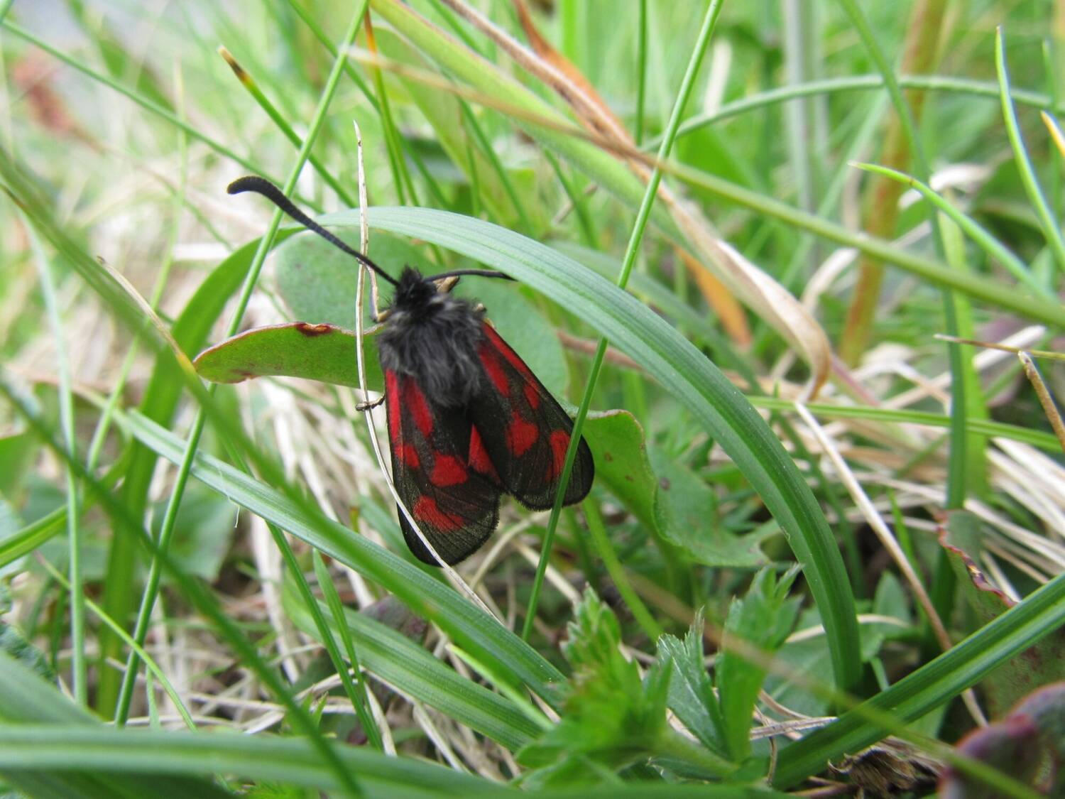 A moth, with black and red colouring, is among long grass.