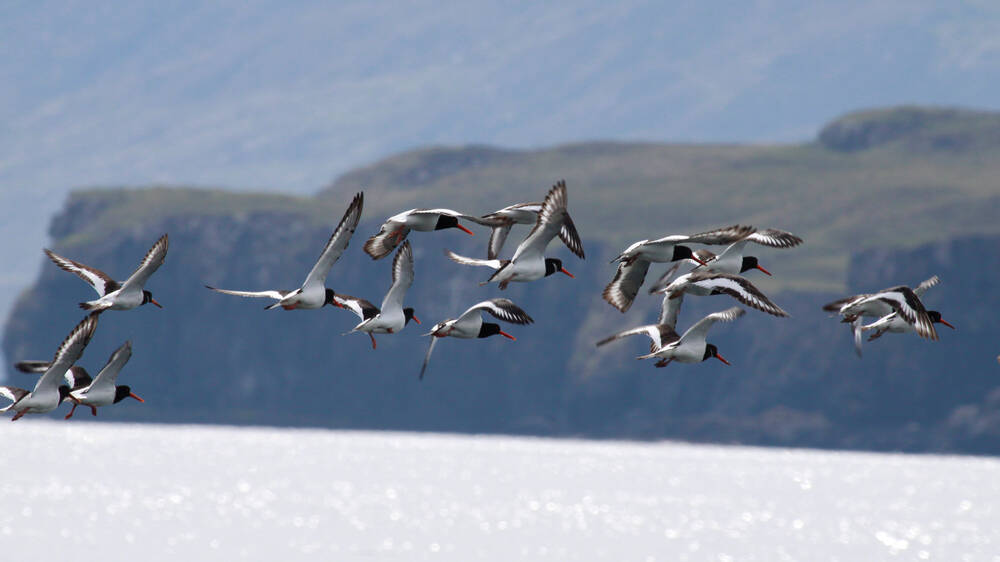 A group of oystercatchers fly over the sea, with cliffs seen in the background.
