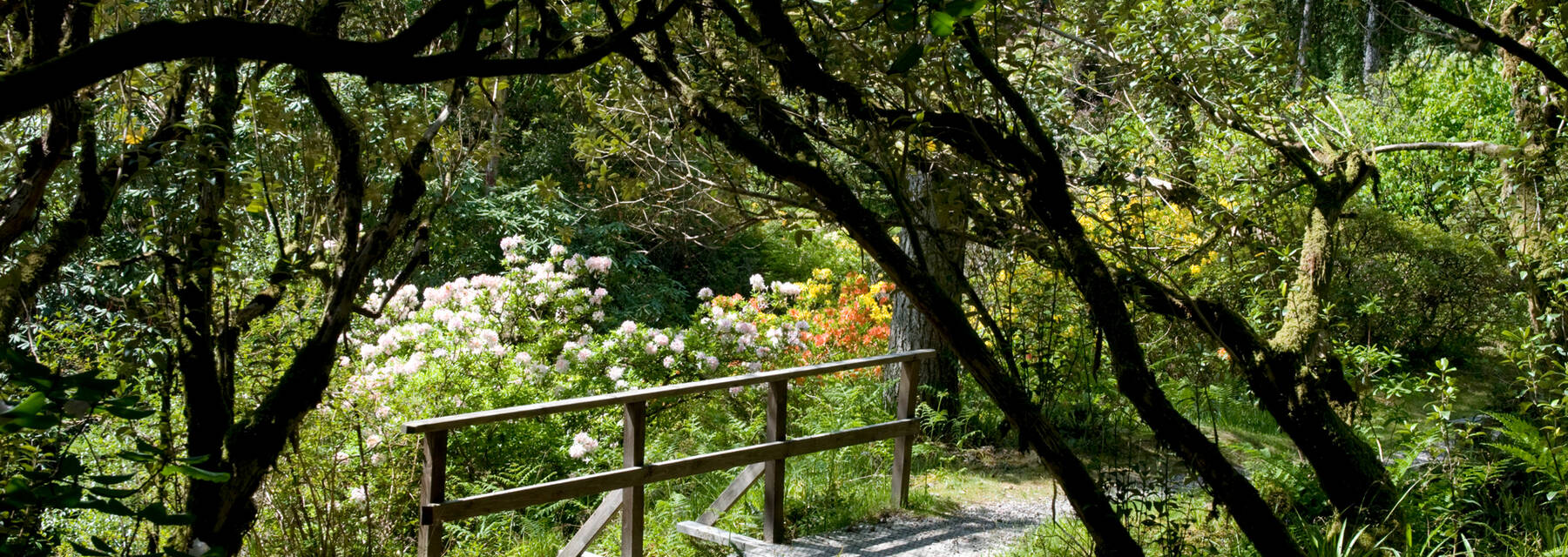 A path leads over a narrow footbridge in the wooded gorge area of Crarae Garden.