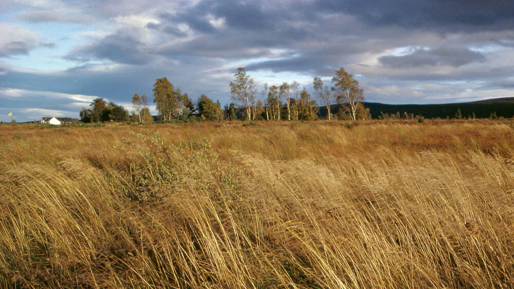 Long grass sways in the wind on a large empty moor. A line of trees stand in the background with hills in the distance.