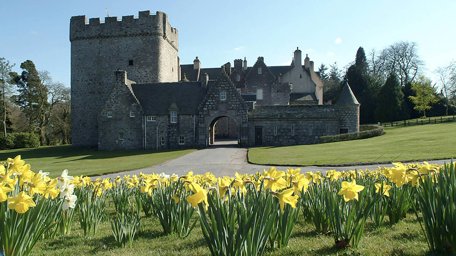 A view of Drum Castle with bright clumps of yellow and white daffodils growing in the foreground.