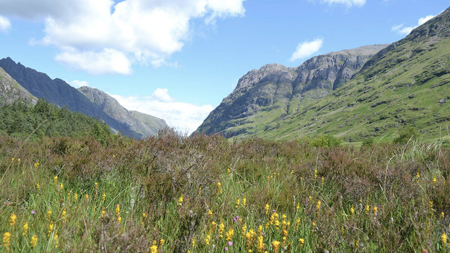Glencoe in spring, with small yellow plants growing on the hillside in the foreground.