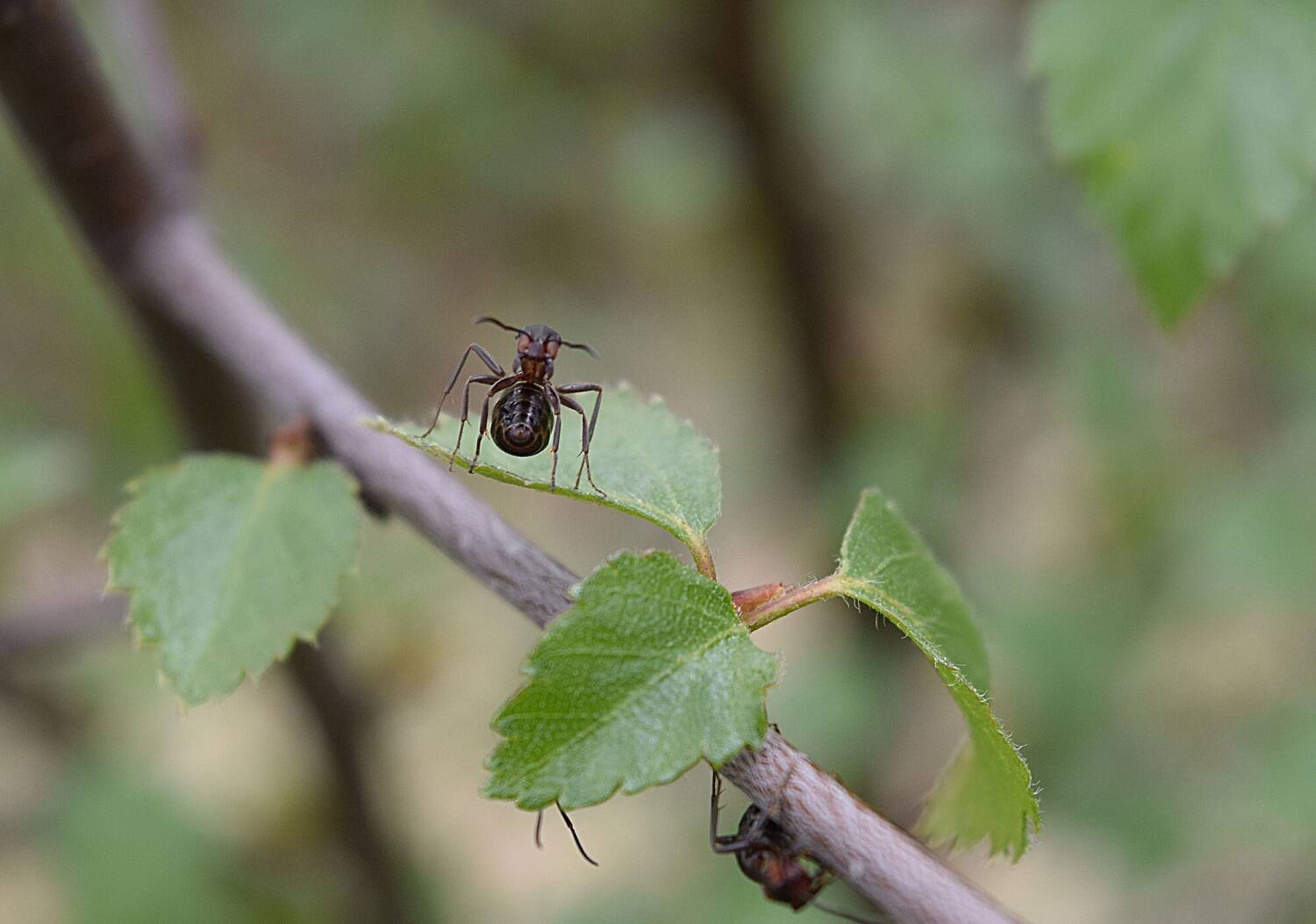 A narrow-headed ant on a small branch of a tree.