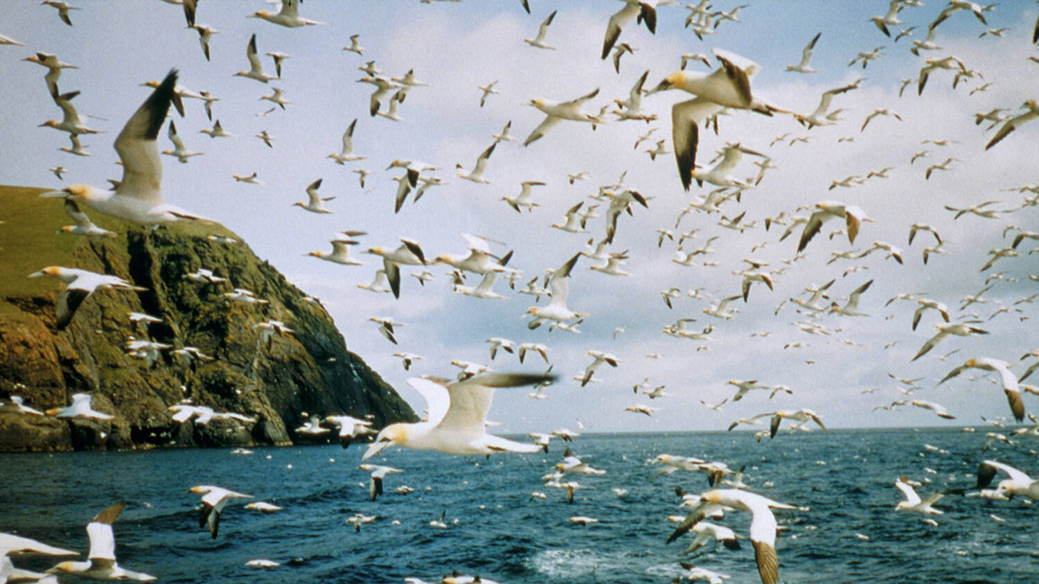 Seabirds at Mingulay