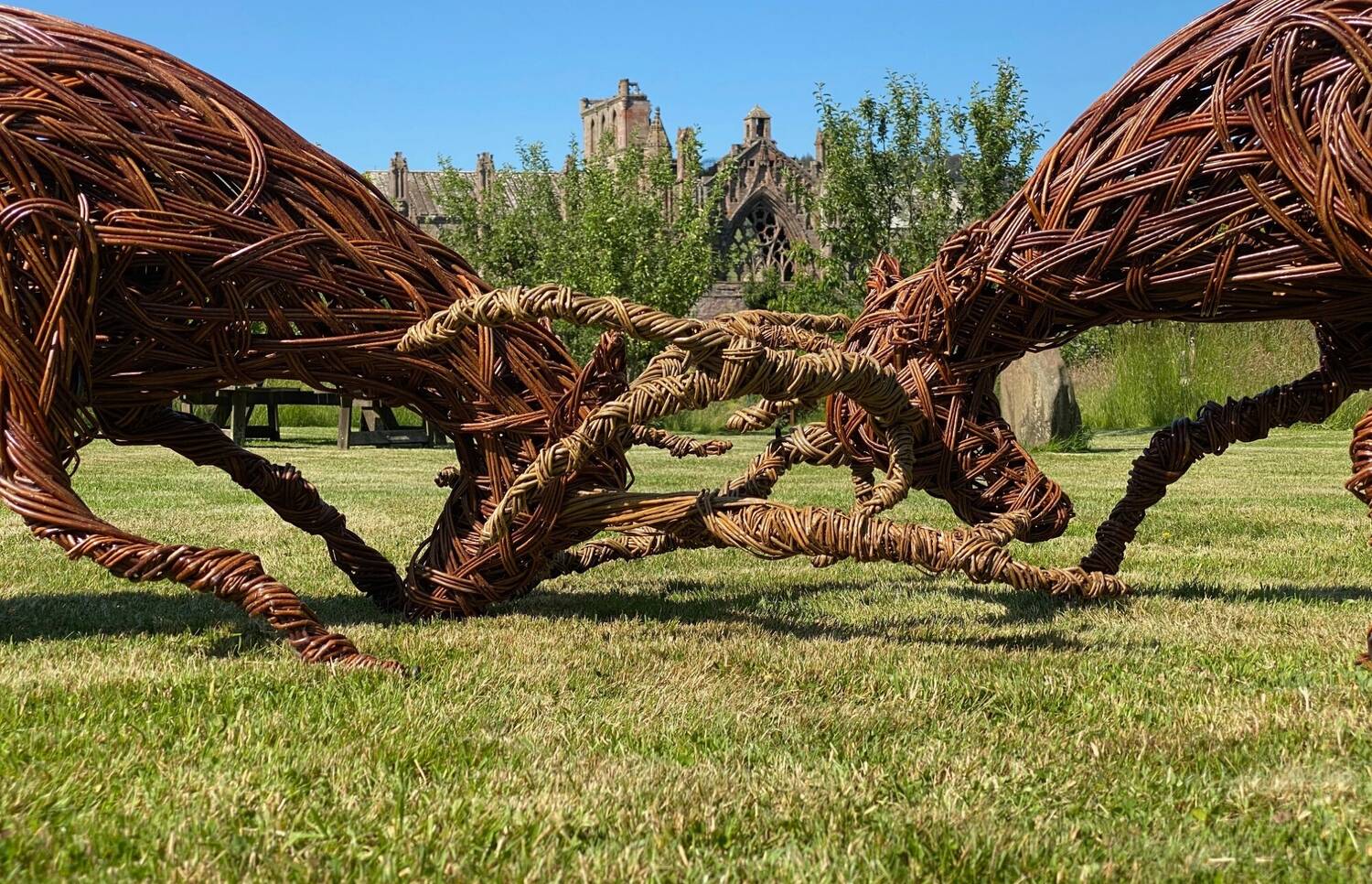 Willow sculpture of two stags engaging their antlers, on display in a garden under a blue sky.