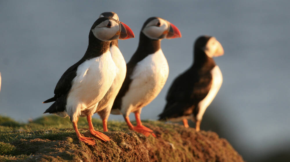 Three puffins stand on the edge of a cliff, looking out to sea.