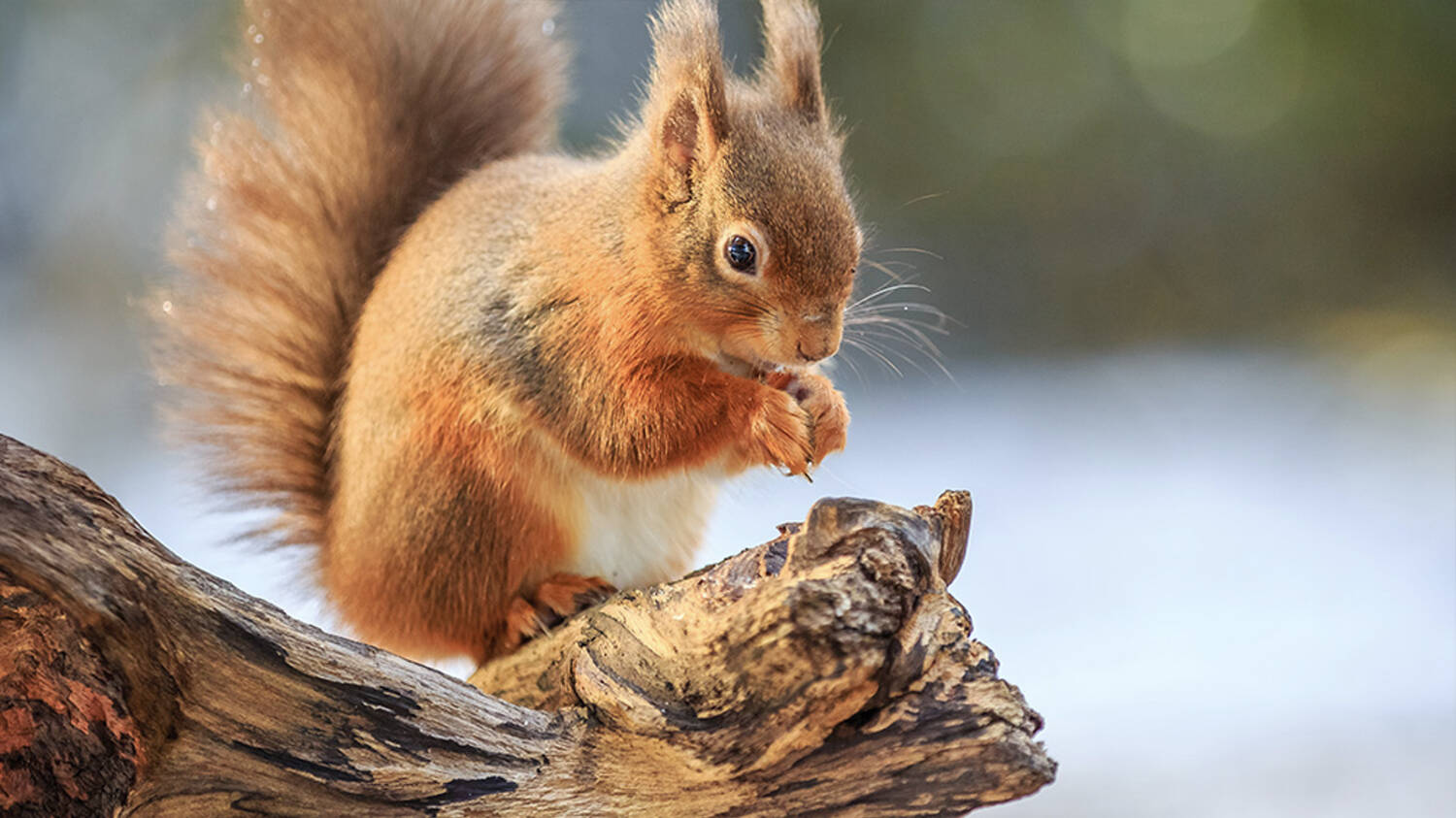 A red squirrel sits on a log, nibbling something held in its paws. Its very fluffy tail sticks straight up.
