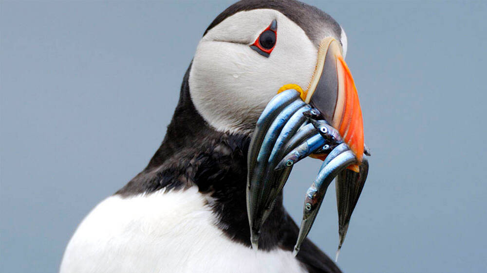 A close-up of a puffin with a row of sand eels dangling from its brightly coloured beak.