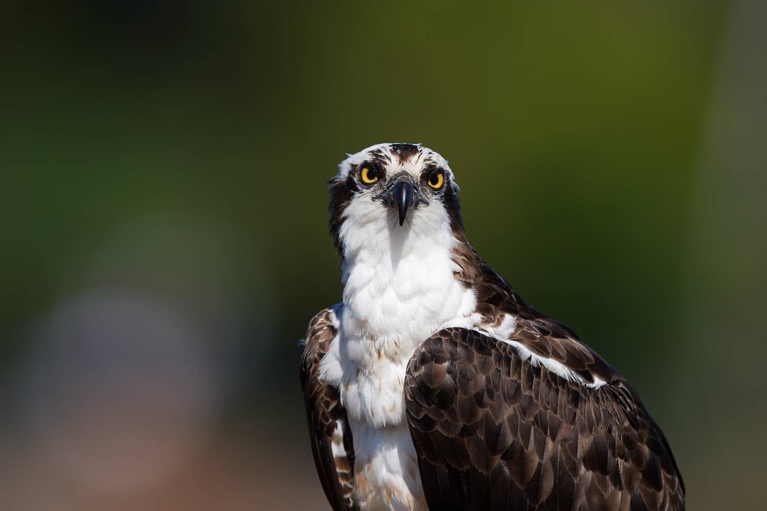 An osprey looking straight at the camera