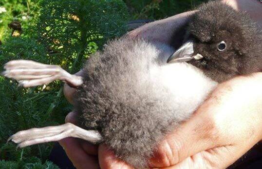 Puffling (a baby puffin) being held in someone's hand. 