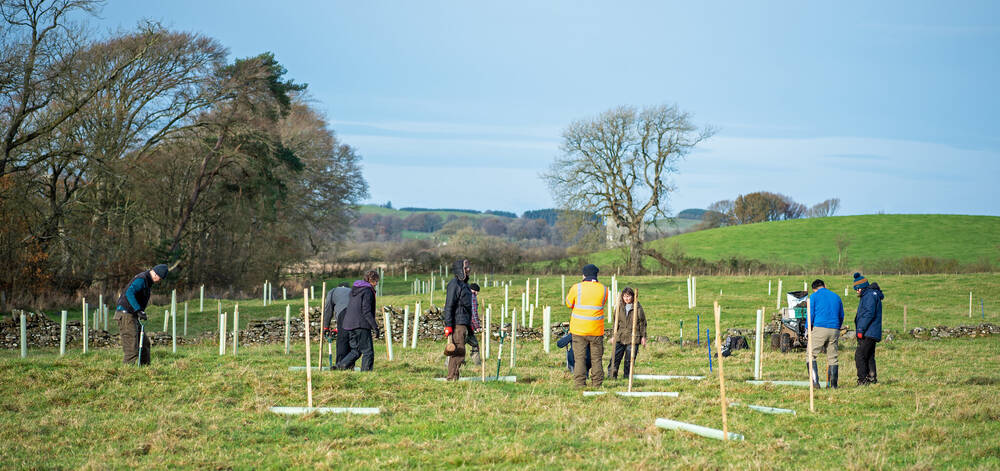 Group of volunteers planting trees  in a field