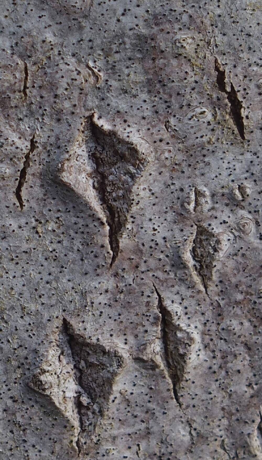 A close-up photo of a section of aspen bark, which has diamond-shaped markings on its speckled, silvery grey trunk.
