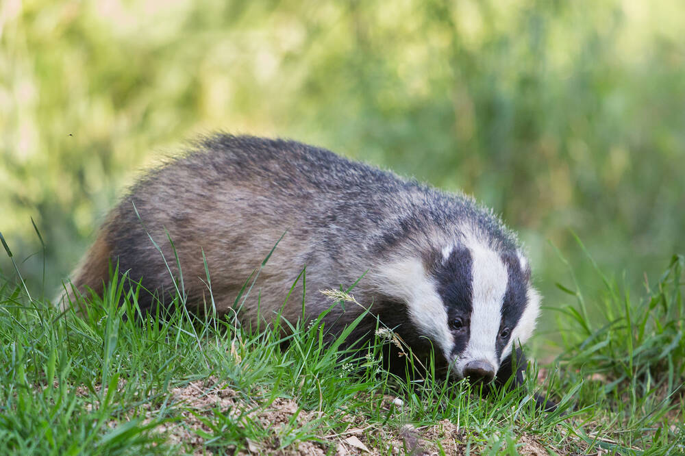 A large badger walks across a grassy clearing in woodland, towards the camera. Its black and white striped face is very clear. In the foreground is a pile of earth, possibly the entrance to its sett.