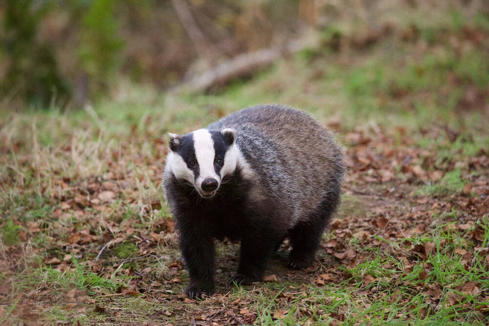 A large adult badger walks along a woodland leafy path, straight towards the camera.