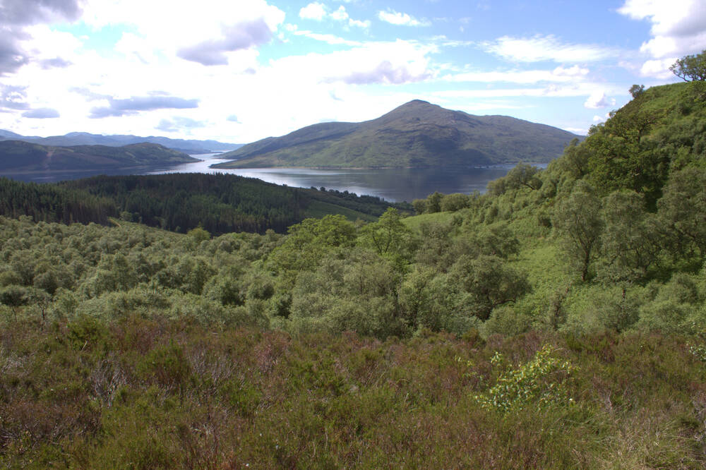 A dense green woodland covers the slopes of a hill, reaching all the way down to the loch in the distance. Mountains can be seen on the far shore.