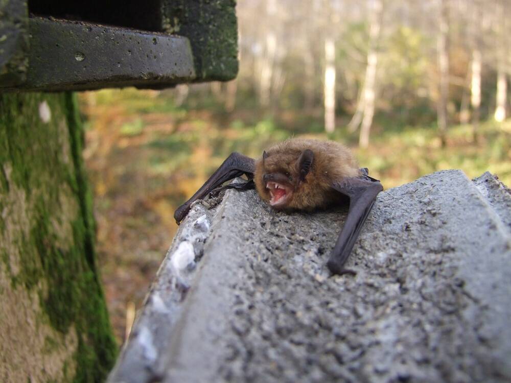 A bat perches on a stone gatepost beside a wooden fence. Its mouth is slightly open, revealing a set of very sharp looking teeth! Woodland is in the background.
