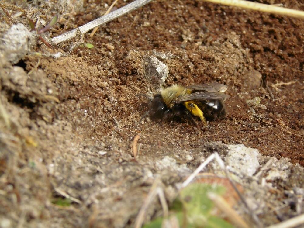 A solitary bee rests on some soil on the ground.